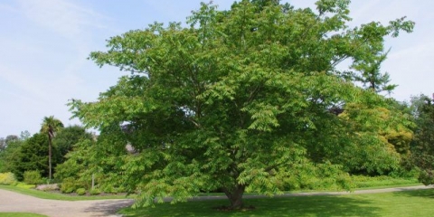 Mandžurijski orah: šta učiniti s njim